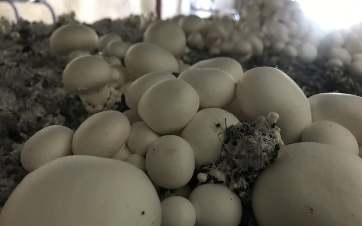 راه اندازی کارگاه تولید قارچ دکمه‌ای در دانشکده کشاورزی دانشگاه لرستان