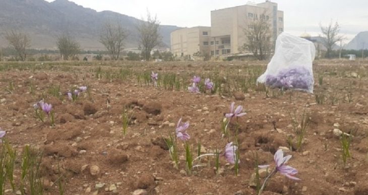 زعفران کشت‌شده در دانشگاه لرستان،در گروه سوپرنگین صادراتی قرار گرفت