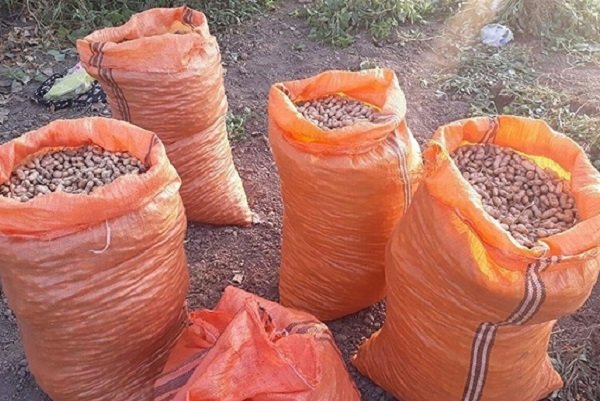 کشف بادام زمینی قاچاق در سلسله