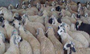 کشف ۶۰ راس گوسفند قاچاق در رومشکان