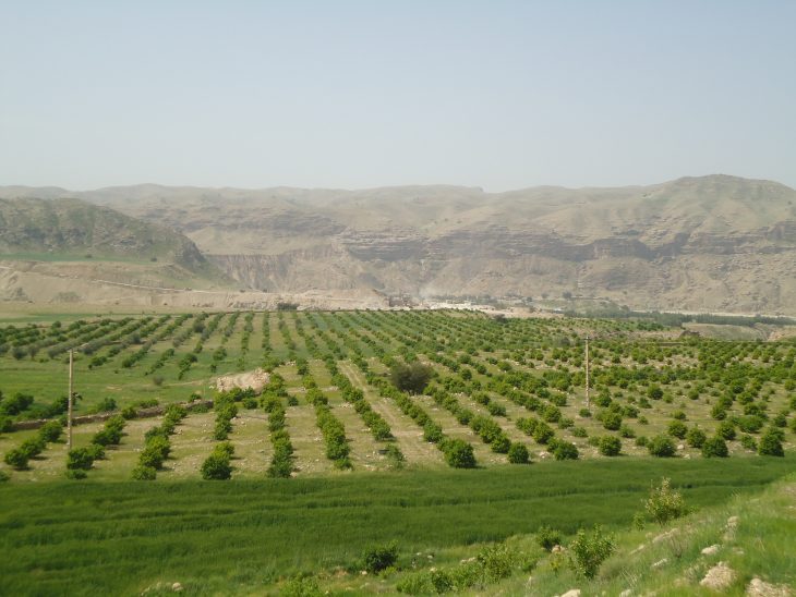 رفع تداخل ۴۲ پلاک از اراضی کشاورزی شهرستان‌های سلسله و دلفان