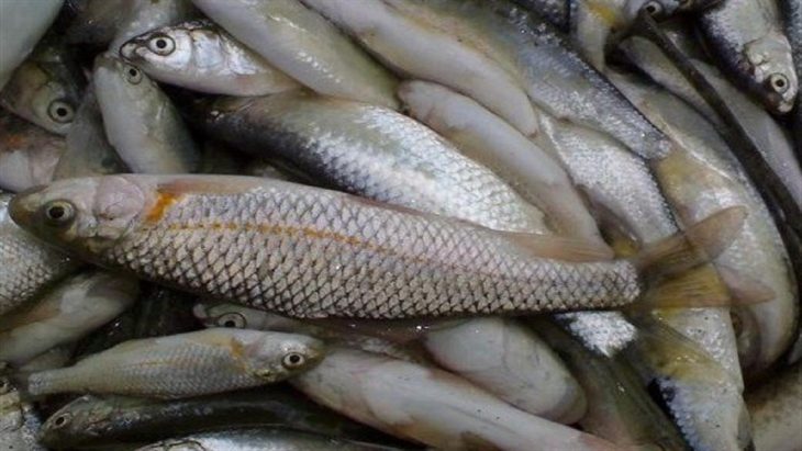 لرستان،صدرنشین تکثیر بچه ماهی در کشور