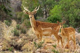 واکنش محیط‌زیست لرستان به تلف شدن یک راس گوزن زرد