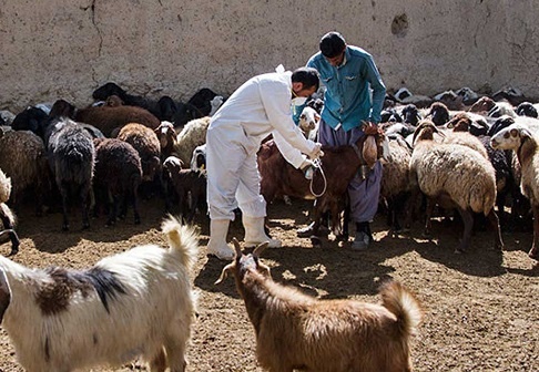 واکسیناسیون تعداد ۸۰۰ هزار رأس دام سبک مناطق عشایری در لرستان