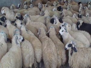 کشف احشام قاچاق در شهرستان چگنی