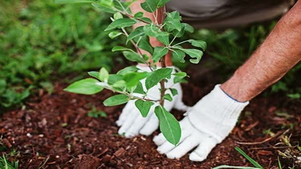 آغاز طرح مردمی کاشت ۳۰ میلیون اصله نهال در لرستان