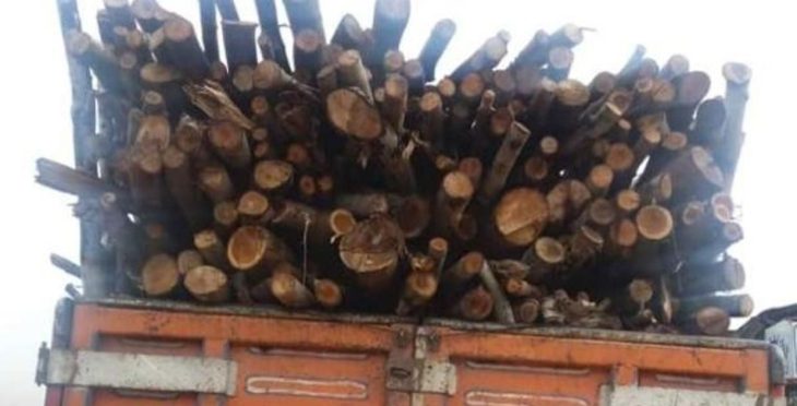 کشف ۱۶ تن چوب قاچاق در دلفان