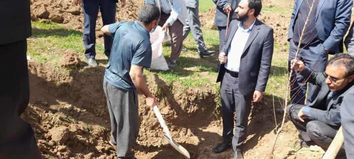 غرس ۷۲۳ هزار اصله نهال در نهالستان‌های دولتی لرستان