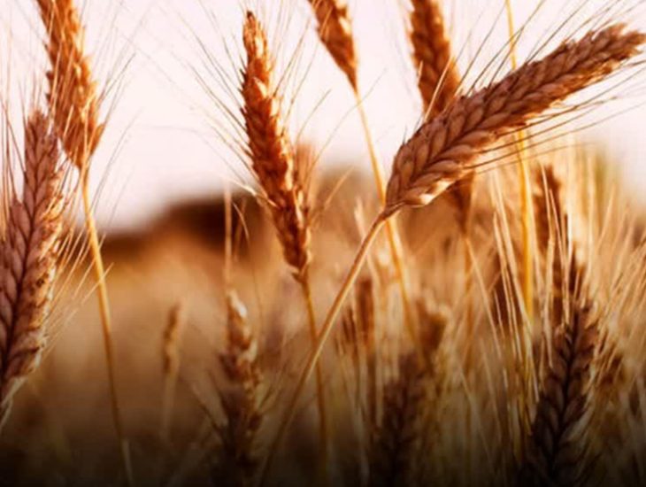 آغاز خرید تضمینی گندم کشور از امروز