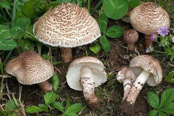 خطر مسمومیت مرگبار با مصرف «قارچ های سمی»