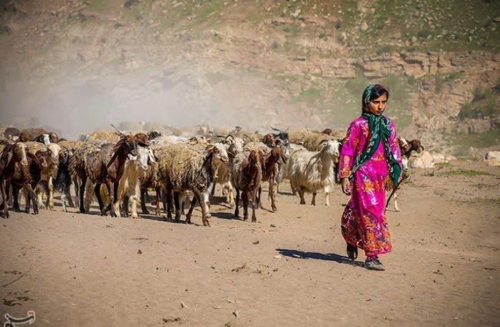 آغاز کوچ عشایر در لرستان