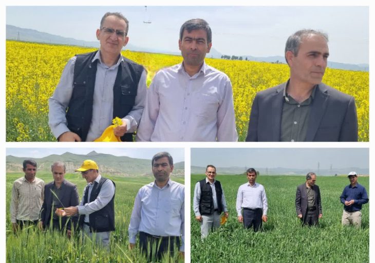 مبارزه شیمیایی علیه بیماری «زنگ زرد» در ۱۷۰۰ هکتار از مزارع لرستان