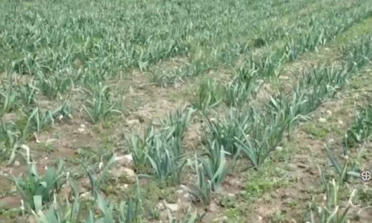 کشت ۶۰ هکتار موسیر در بخش زاغه لرستان