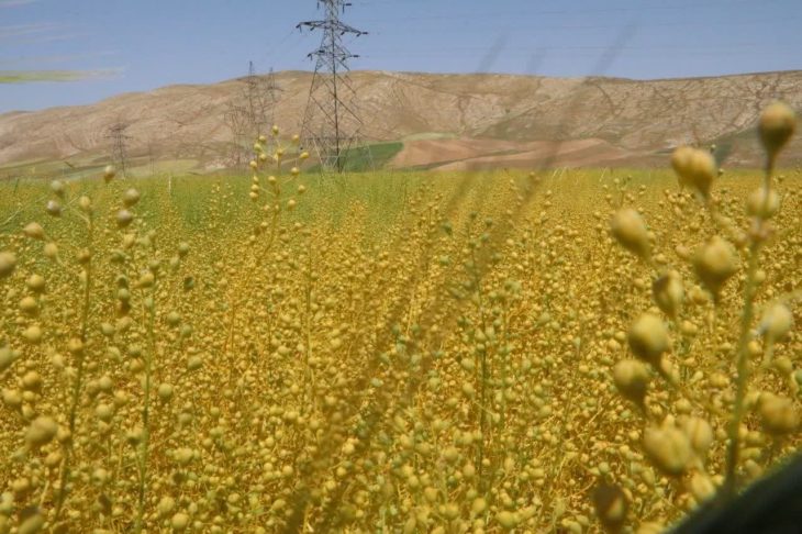 لرستان رکوردار کشت «کاملینا» در کشور