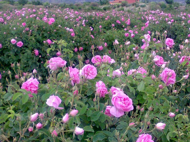 لرستان به وقت گل و گلاب؛ظرفیتی برای اشتغال و درآمد