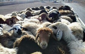 کشف ۷۲ راس دام قاچاق در دلفان