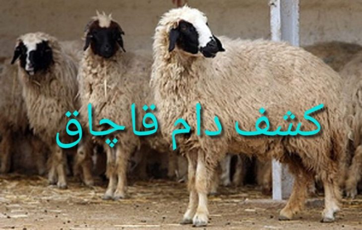کشف ۳۷ راس دام قاچاق در چگنی