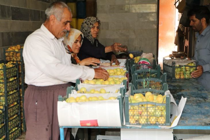 تولید سالانه ۳۶ هزار تن زردآلو در باغات لرستان+تصاویر