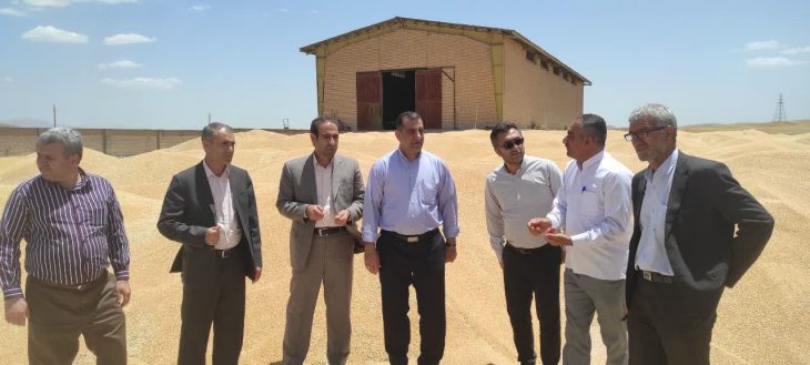 خرید تضمینی گندم در لرستان از مرز ۳۰ هزار تن گذشت