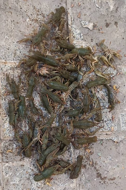 دستگیری شبانه صیادان لابستر در تالاب «خروسان» ازنا