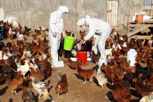 آغاز طرح واکسیناسیون رایگان طیور بومی در لرستان