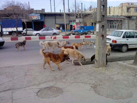 سگ‌های بلاصاحب در سطح خیابان های لرستان باید جمع‌آوری شوند