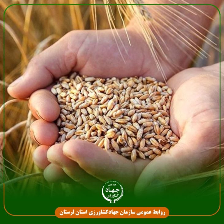 رکورد خرید گندم مازاد بر نیاز کشاورزان در چگنی شکسته شد
