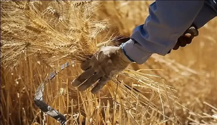 خرید گندم مازاد بر نیاز کشاورزان از مرز ۴۰۰هزار تن گذشت