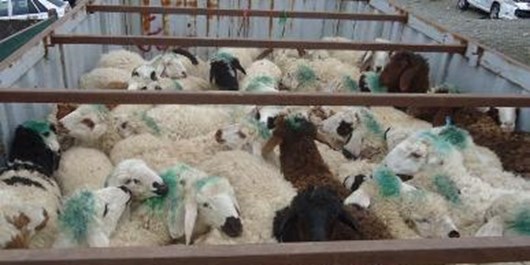 کشف ۴۶ رأس دام فاقد مجوز در دلفان