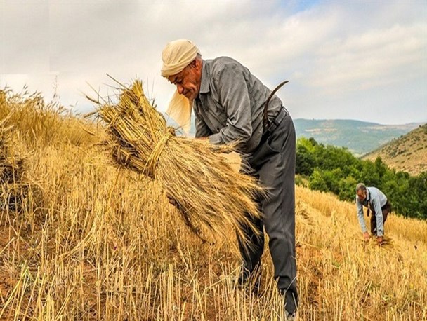 مطالبات گندم کاران لرستانی تسویه شد