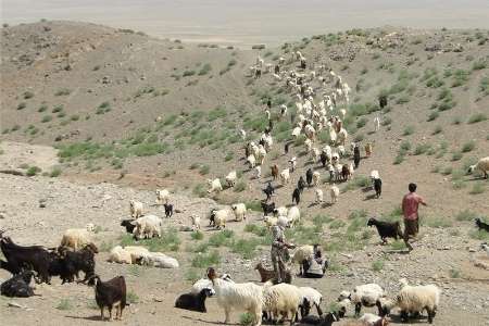 اجرای طرح تولید قراردادی دام سبک عشایر در لرستان