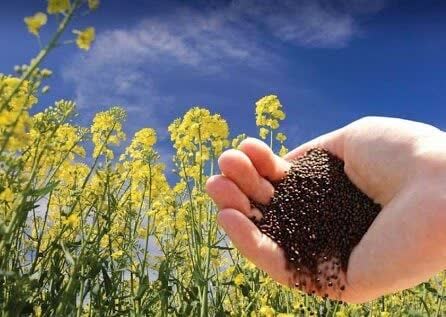 آغاز طرح کشاورزی قراردادی در لرستان