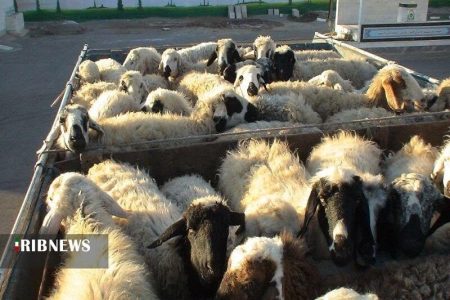 توقیف کامیون حامل احشام قاچاق در خرم آباد