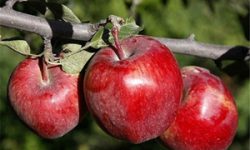 نخستین محموله سیب بروجرد به هندوستان صادر شد