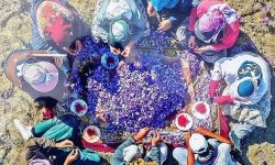 پیش بینی برداشت سه تن طلای سرخ در لرستان