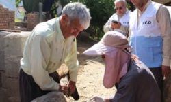 هشدار دامپزشکی لرستان نسبت به شیوع «تب برفکی»