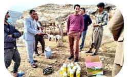 واکسیناسیون ۸۰۰ هزار رأس دام علیه آبله و طاعون نشخوارکنندگان