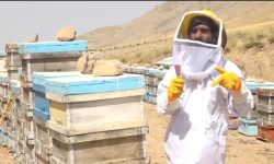 زنبوردار لرستانی رکوردار تولید عسل در ایران