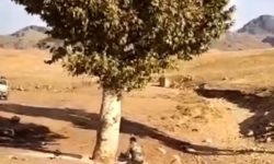 توضیحات منابع طبیعی در خصوص قطع درختان چنار ۲۰۰ ساله در خرم‌آباد
