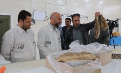 ماهان پروتئین سفید کوه در مسیر صادرات محصولات