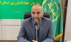 تولید ۷ هزار تن مرغ در لرستان تا پایان دی ماه