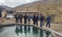 رها سازی ۵ هزار قطعه ماهی در مزرعه استخرهای دو منظوره در پلدختر