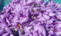 برداشت طلای سرخ از مزارع کوهدشت