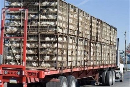 توقیف ۲ کامیون حامل مرغ زنده در خرم آباد
