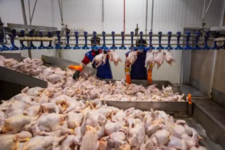 تولید مرغ در لرستان ۲ برابر نیاز بازار است