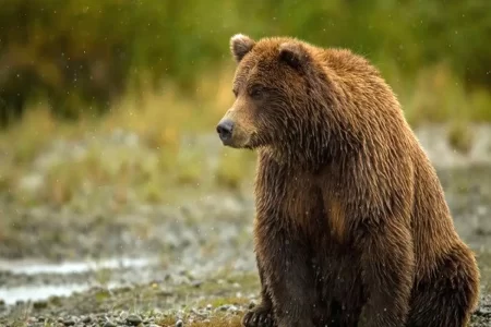 فیلم |ثبت تصویر خرس قهوه‌ای در«اشترانکوه»