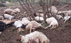 تلف شدن ۳۰ گوسفند در لرستان بر اثر صاعقه