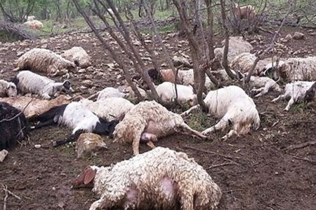 تلف شدن ۳۰ گوسفند در لرستان بر اثر صاعقه
