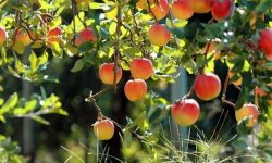 افزایش ۵ هزار تنی تولیدات باغی در لرستان