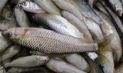 صادرات ۲۰ تن‌ ماهی قزل‌آلا از لرستان به خارج از کشور